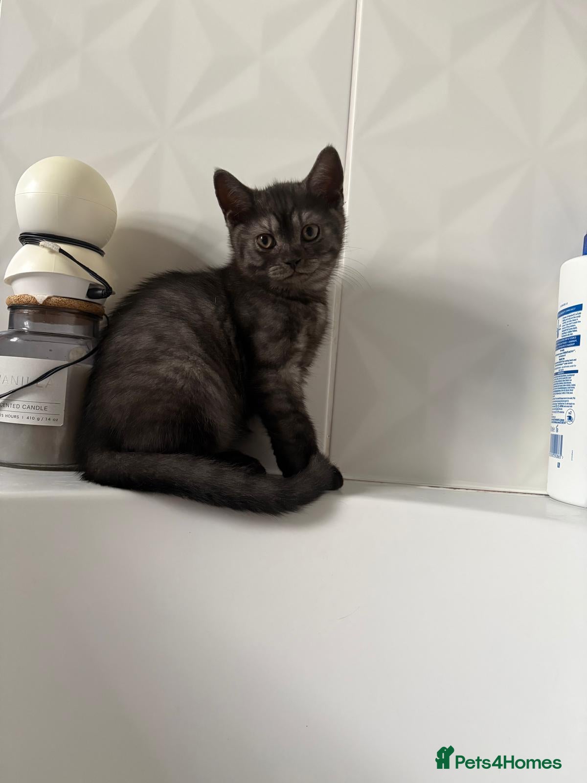 Scottish Fold cats 🐾 Charming Scottish Fold Kitten! 🐾 - Advert 1