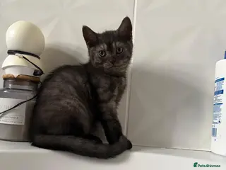 Scottish Fold cats 🐾 Charming Scottish Fold Kitten! 🐾 - Advert 3