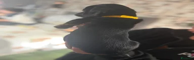 Dachshund 4
