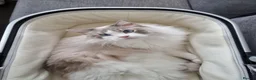 Ragdoll cats for sale: Pedigree Blue Bicolour Male Ragdoll - Advert 5