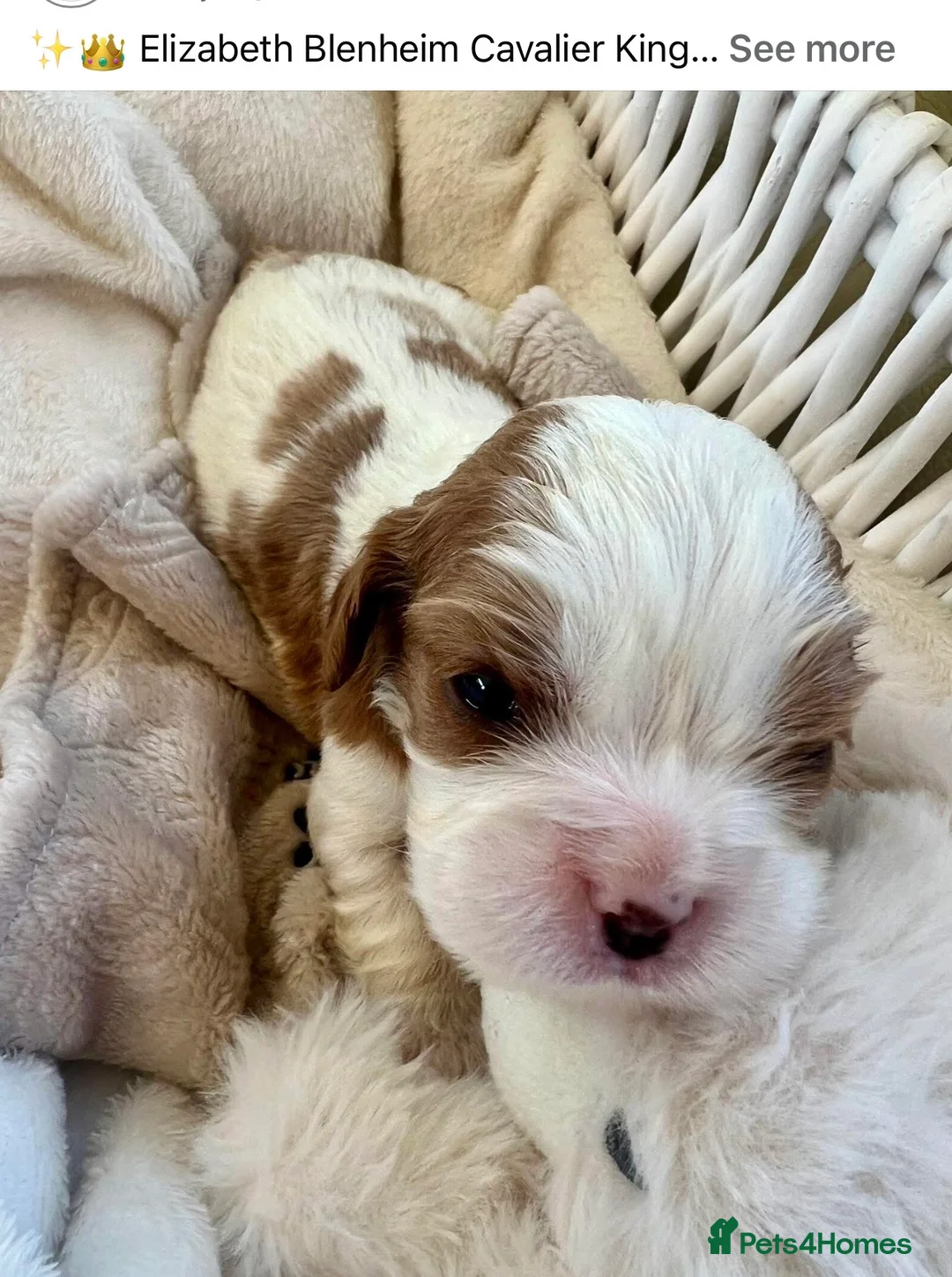 Cavalier King Charles Spaniel dogs for sale: Clearviews Classic Cavalier King Charles Spaniels - Advert 40