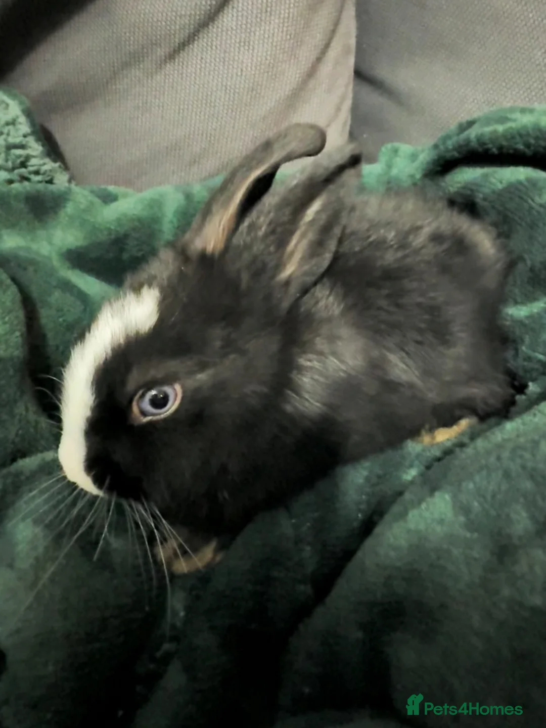 Mixed Breed rabbits for sale: Rabbit with hutch, food, etc. in London - Advert 2