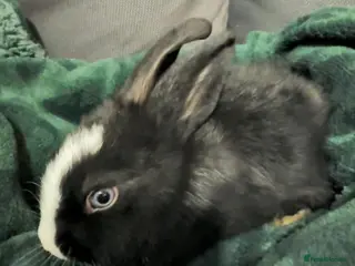 Mixed Breed rabbits Female rabbit - Advert 1