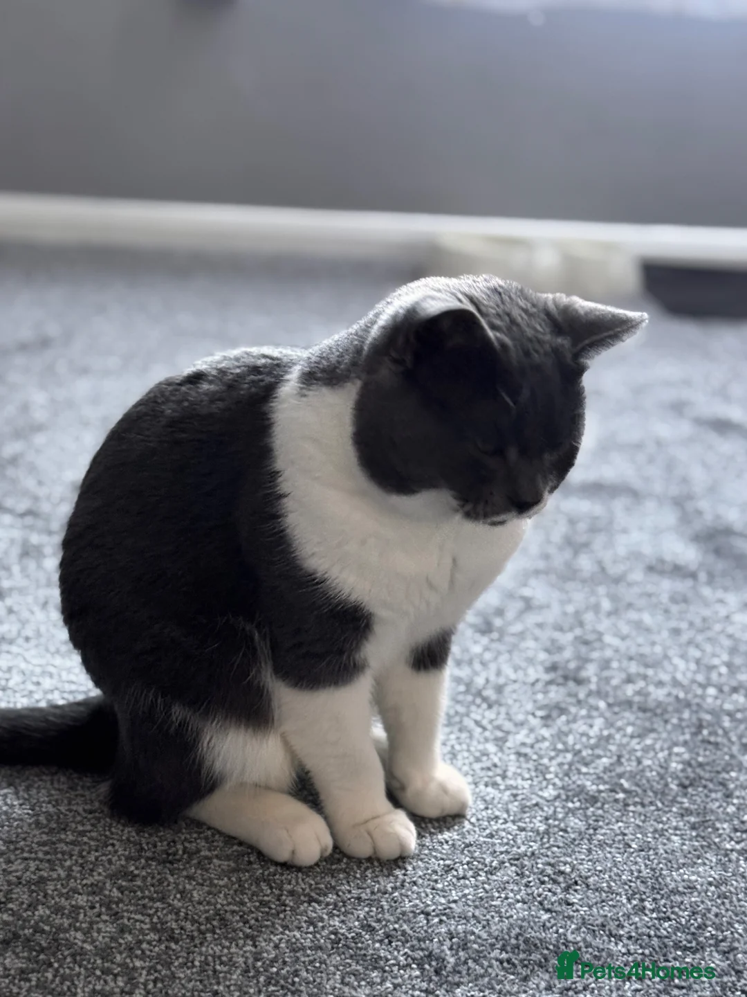 Russian Blue cats for sale: Blue russian cat  - Advert 2