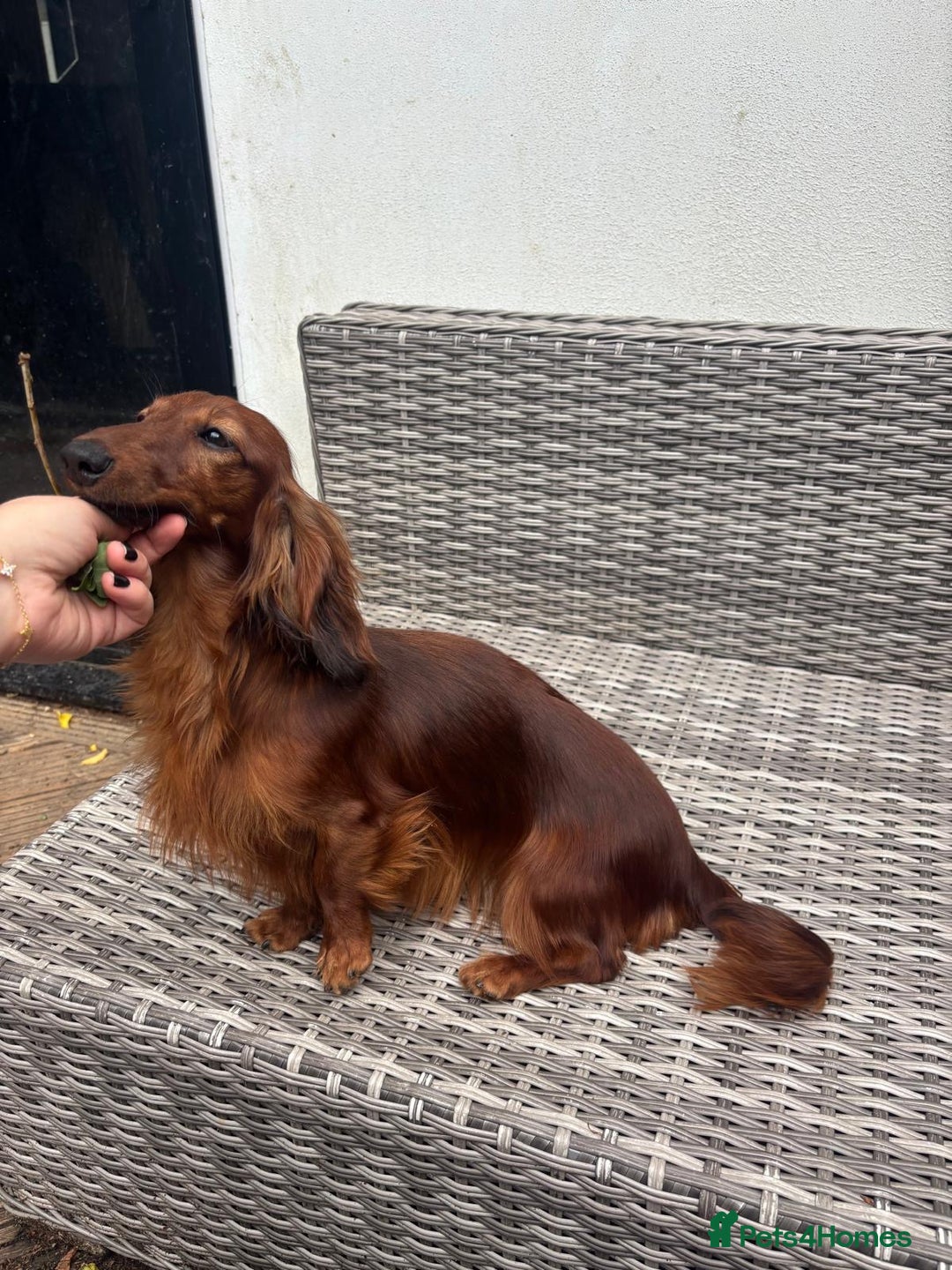 Miniature Dachshund dogs for sale: Quality Russian shaded red minis - Advert 25