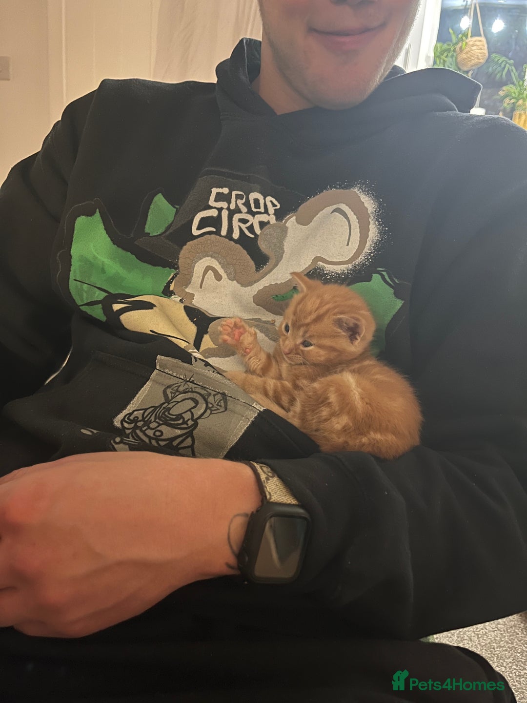 Domestic Shorthair cats for sale: Ginger male kittens  - Image 3