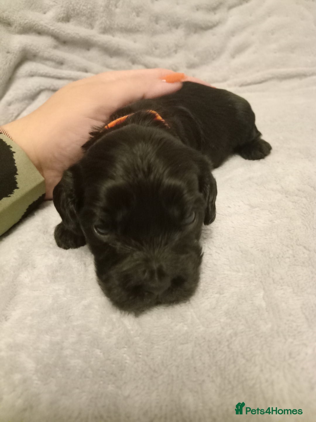 Cockapoo dogs for sale: 🐶Beautiful F1 Cockapoo Puppies🐾 - Image 9