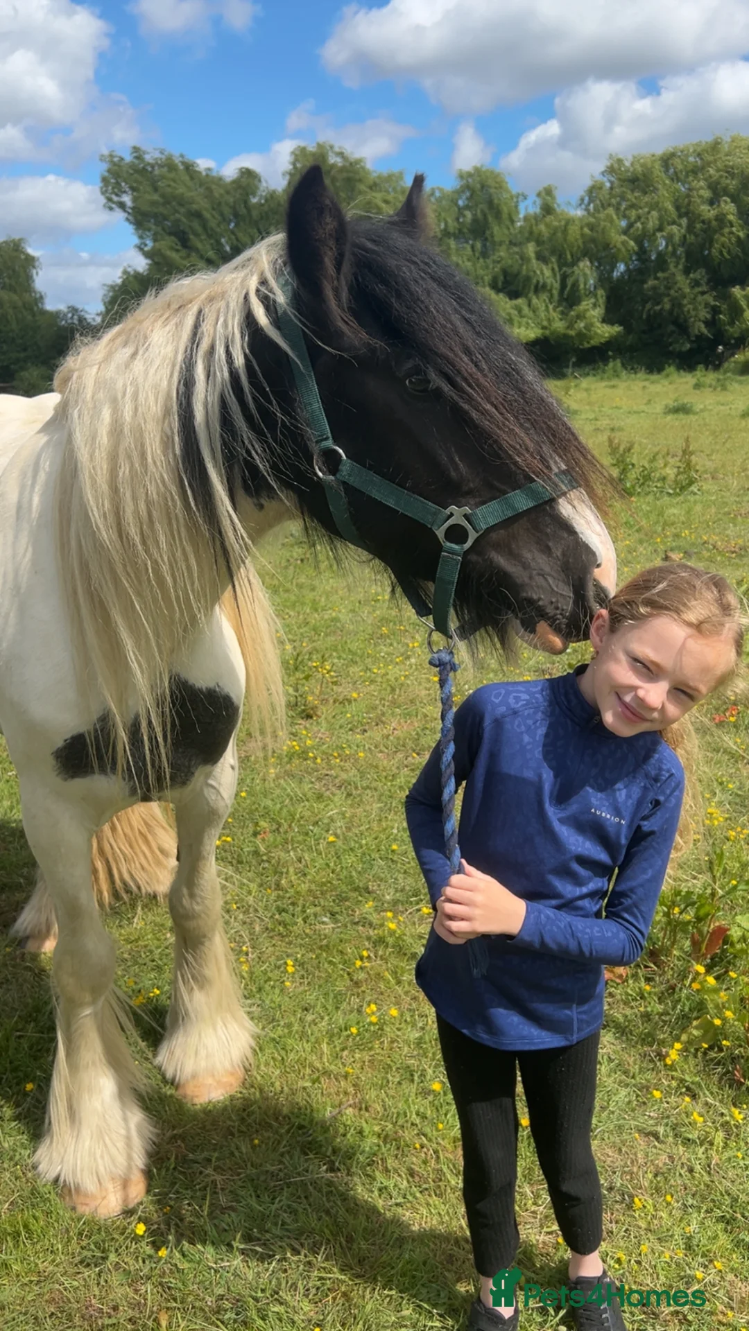 Irish Cob horses for sale: Summer project  - Advert 1