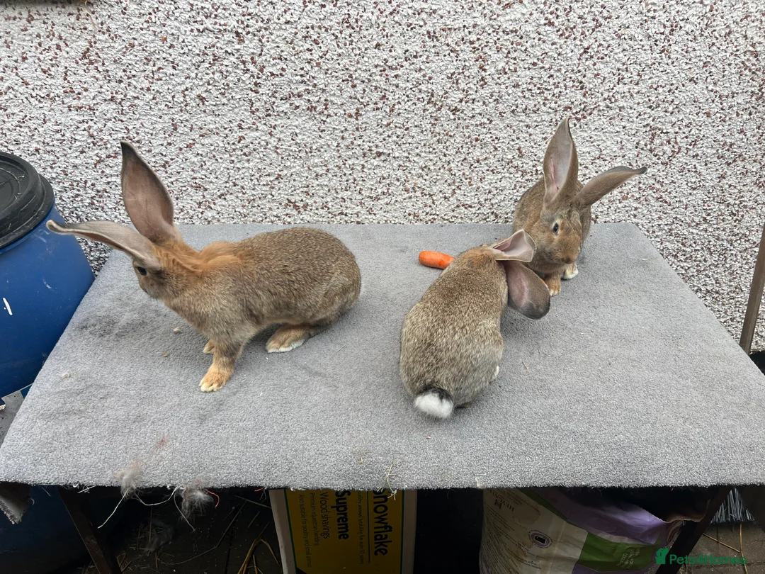 Continental Giant rabbits for sale: Giant continental  - Advert 1