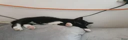 Bombay cats for sale: Tyrion (Miniature Tuxedo x Bombay) - Advert 6