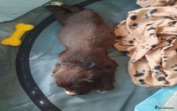 Cocker Spaniel dogs for sale: Kc registered cocker spaniel puppies - Image 18