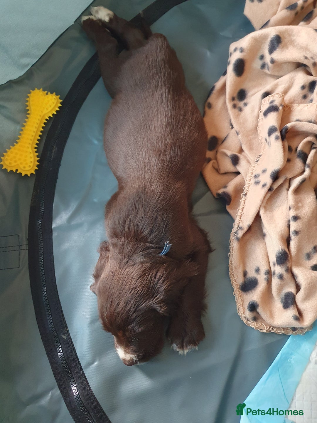 Cocker Spaniel dogs for sale: Kc registered cocker spaniel puppies - Image 18