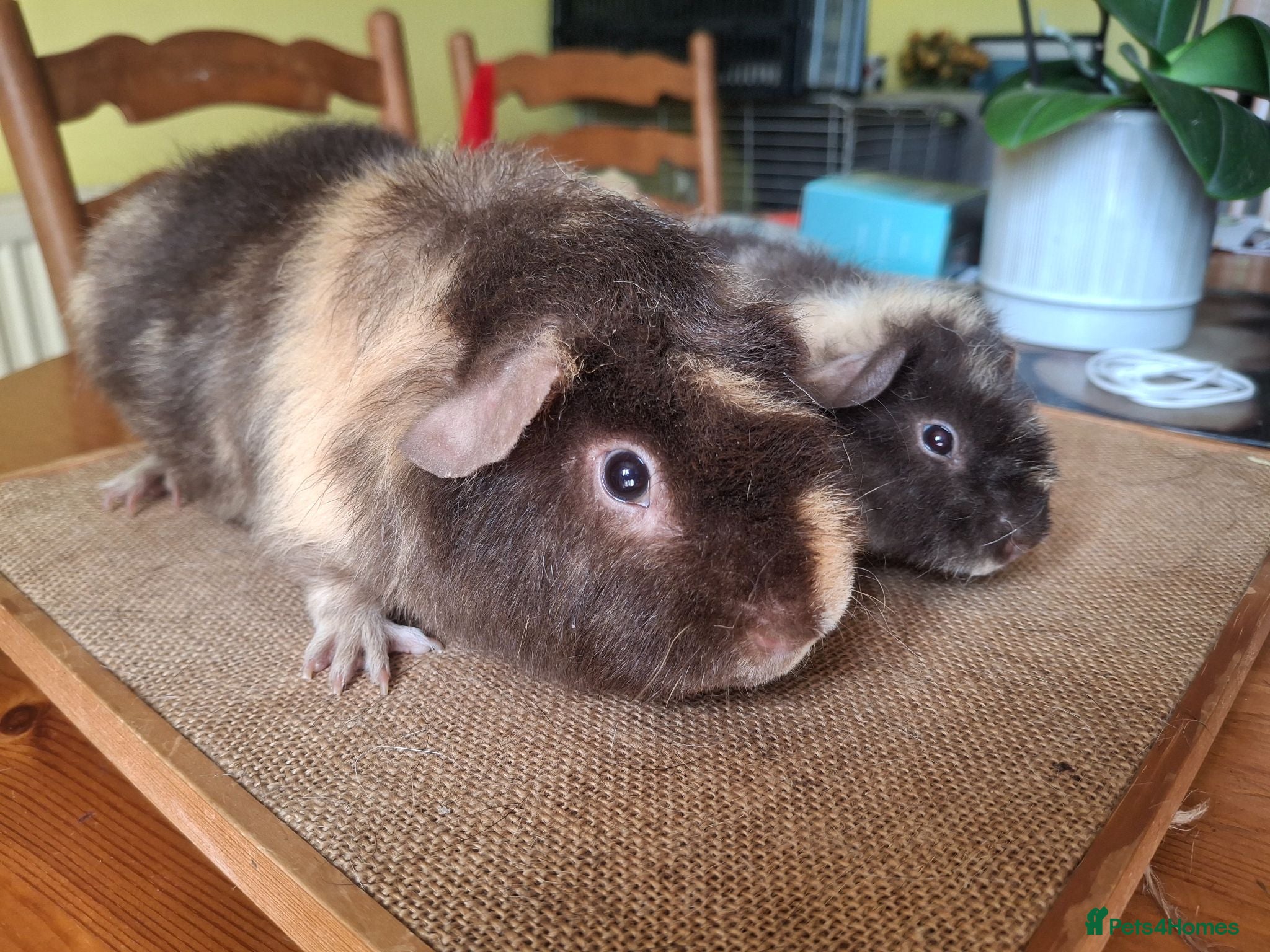 Guinea Pig rodents Pet Teddies - Advert 5