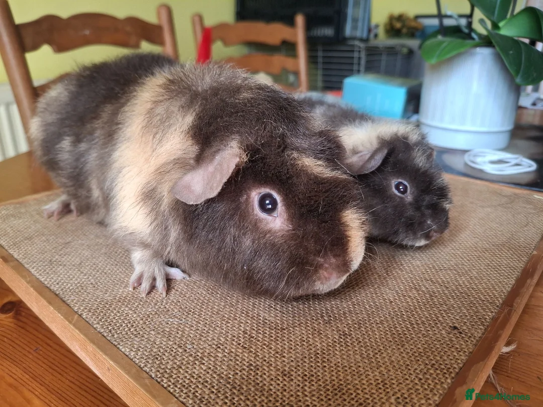 Guinea Pig rodents for sale: Pet Teddies - Advert 1