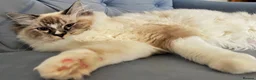 Ragdoll cats for stud: Proven Registered Stud - Advert 9