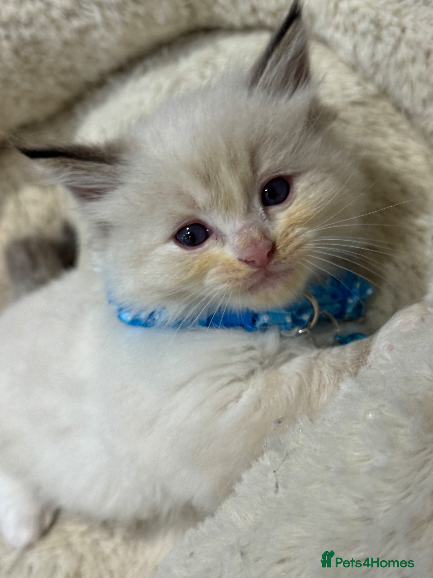 Ragdoll cats Stunning Fluffy Pure Pedigree Ragdoll Kittens - Advert 1