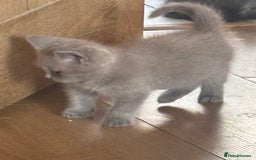 British Shorthair cats for sale: Beautiful British blues and colourpoints  - Image 18