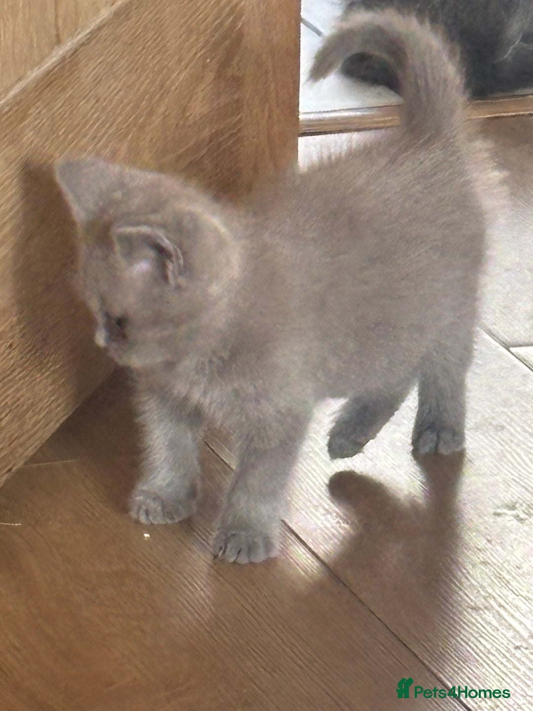 British Shorthair cats for sale: Beautiful British blues and colourpoints  - Image 18