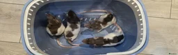 Rat rodents for sale: DOB 20th May - Baby rats  - Advert 4