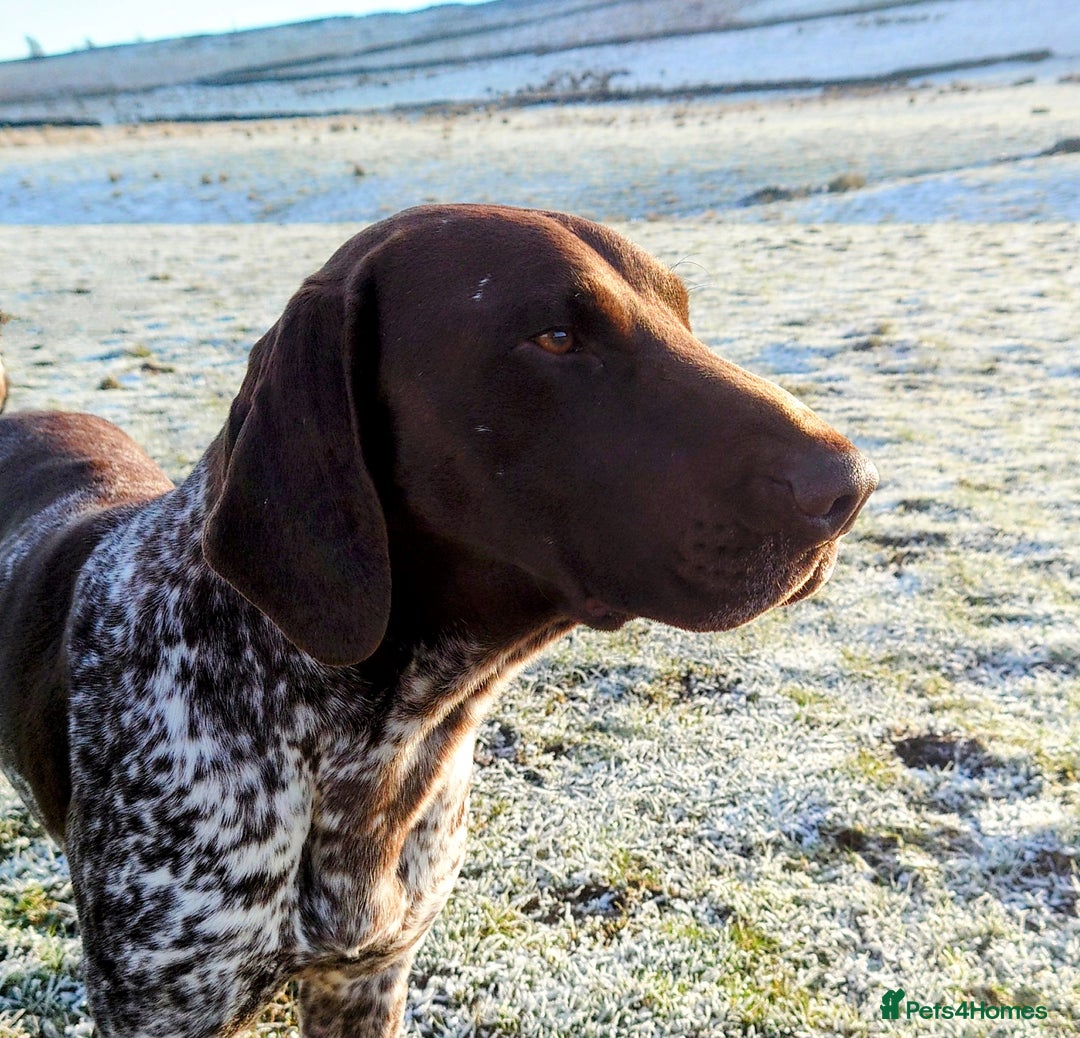 German Shorthaired Pointer dogs for stud: German Shorthaired Pointer at stud. in Skipton - Image 8