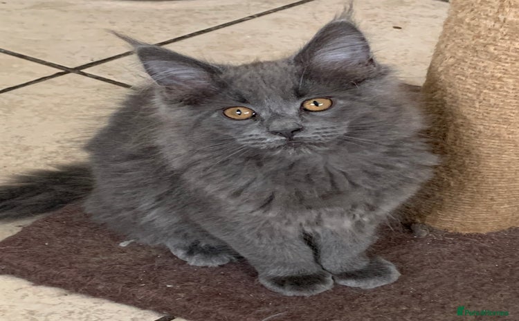 Maine Coon cats - Advert 5