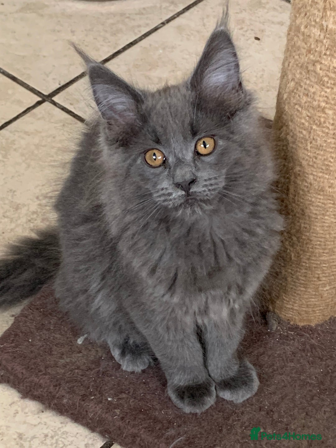 Maine Coon cats for sale: Beautiful Maine coon babies - Image 1