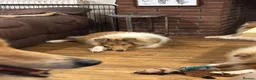 Rough Collie dogs for sale: KC Registered Sable and white puppy bitch - Advert 3