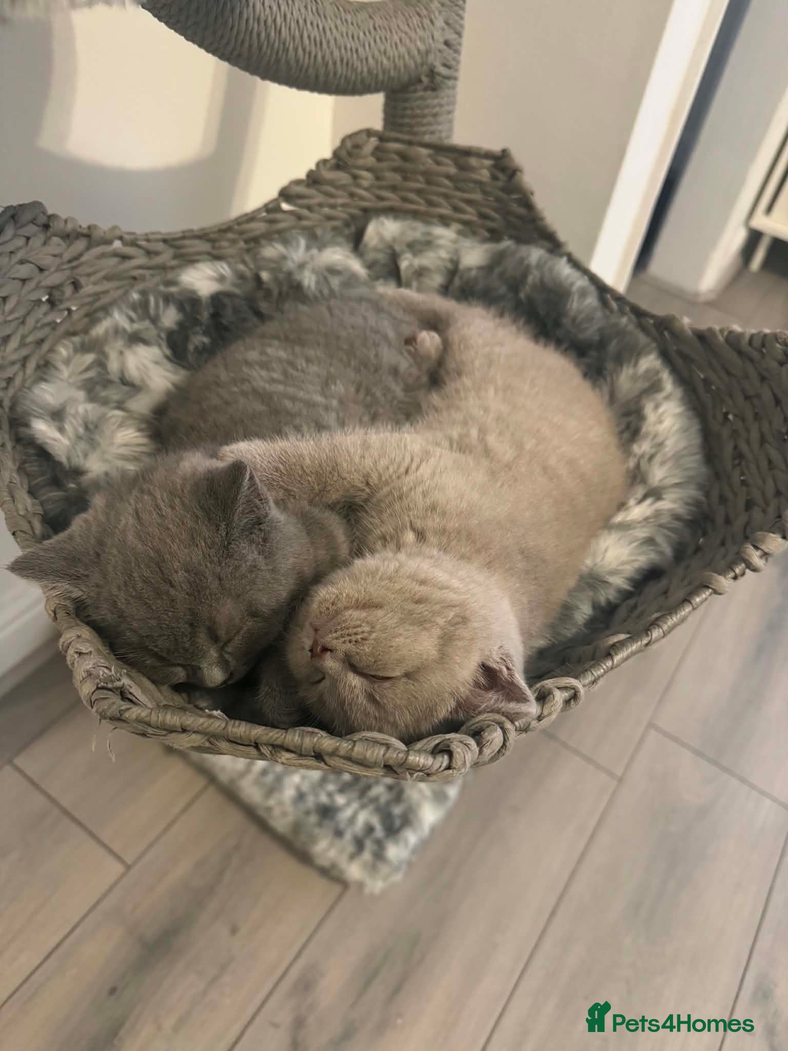 British Shorthair cats ✨ Beautiful British Shorthair Kittens Available ✨ - Advert 2
