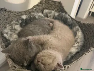 British Shorthair cats ✨ Beautiful British Shorthair Kittens Available ✨ - Advert 2