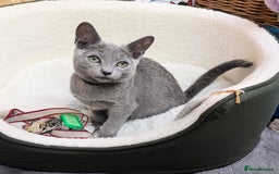 Russian Blue cats for sale: RB kittens Pedigree London  - Image 21