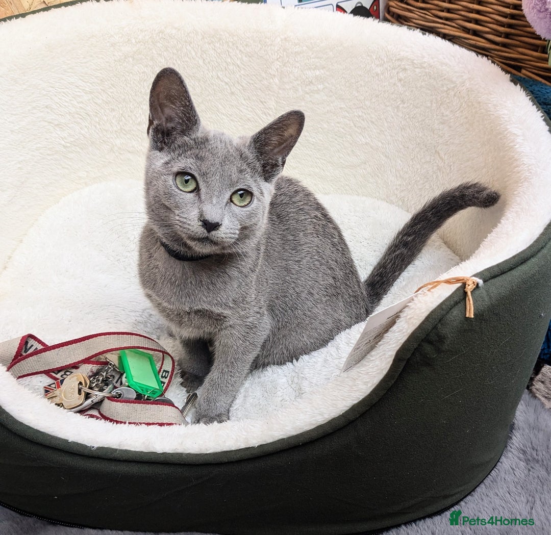 Russian Blue cats for sale: RB kittens Pedigree London  - Image 21