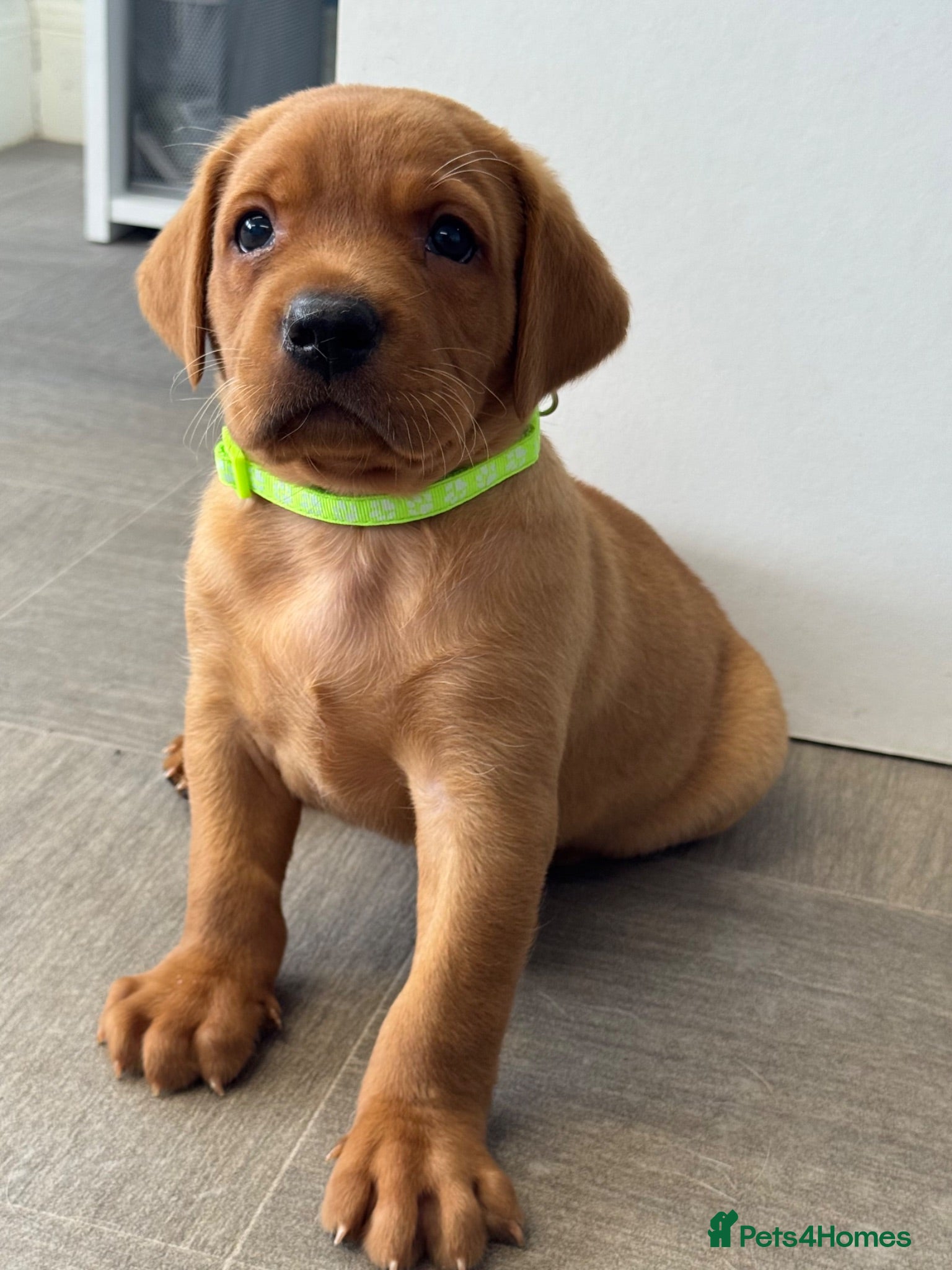Labrador Retriever dogs KC litter of Fox Red Labradors  - Advert 1