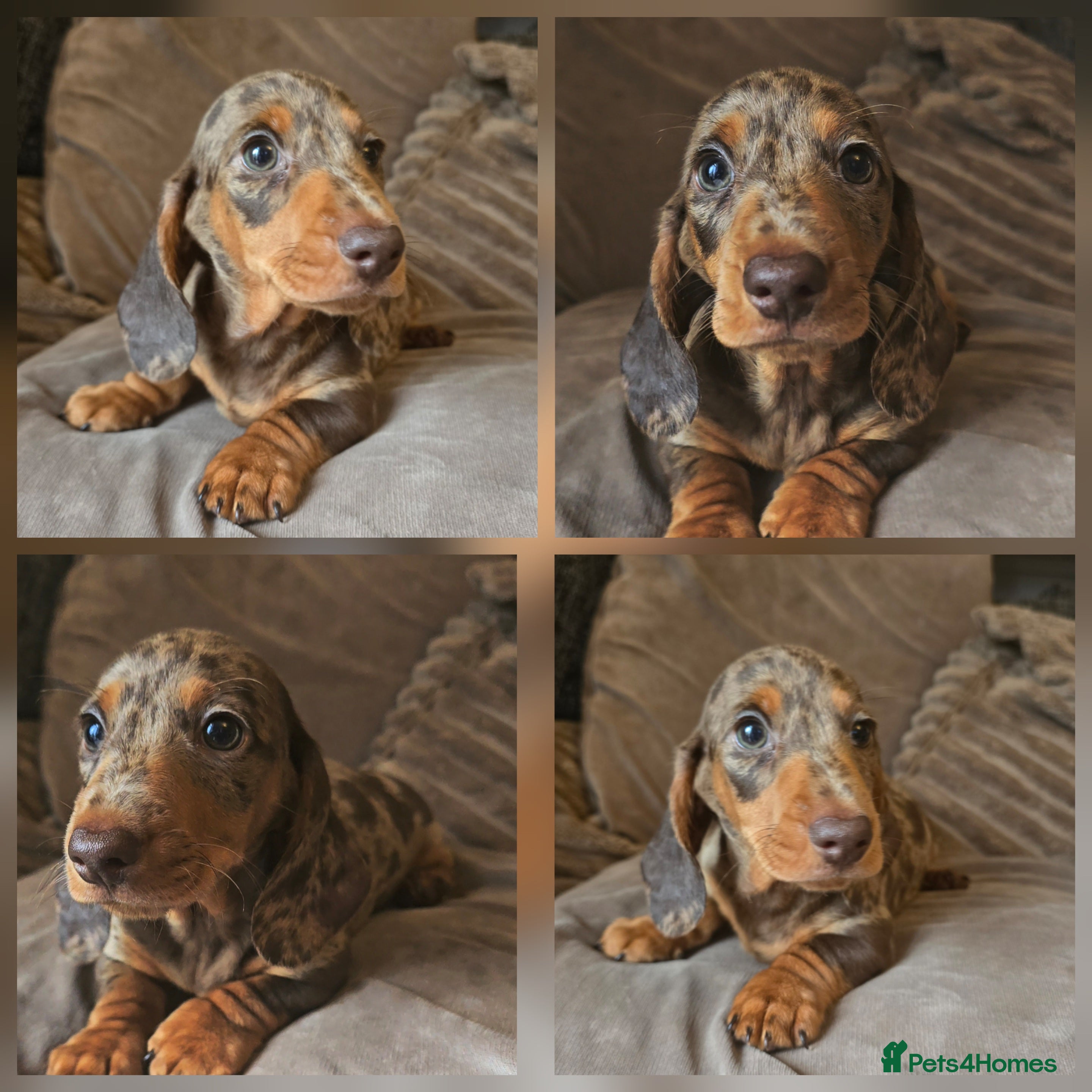 Miniature Dachshund dogs 💙Miniature Dachund boys💙READY NOW!  - Advert 4