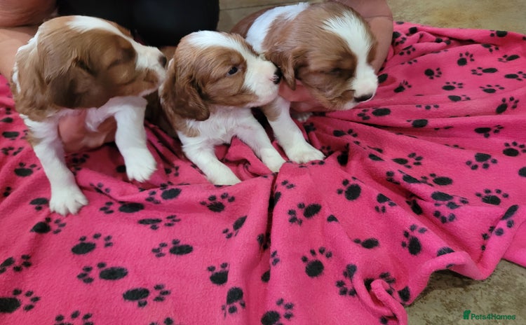 Welsh Springer Spaniel dogs - Advert 1