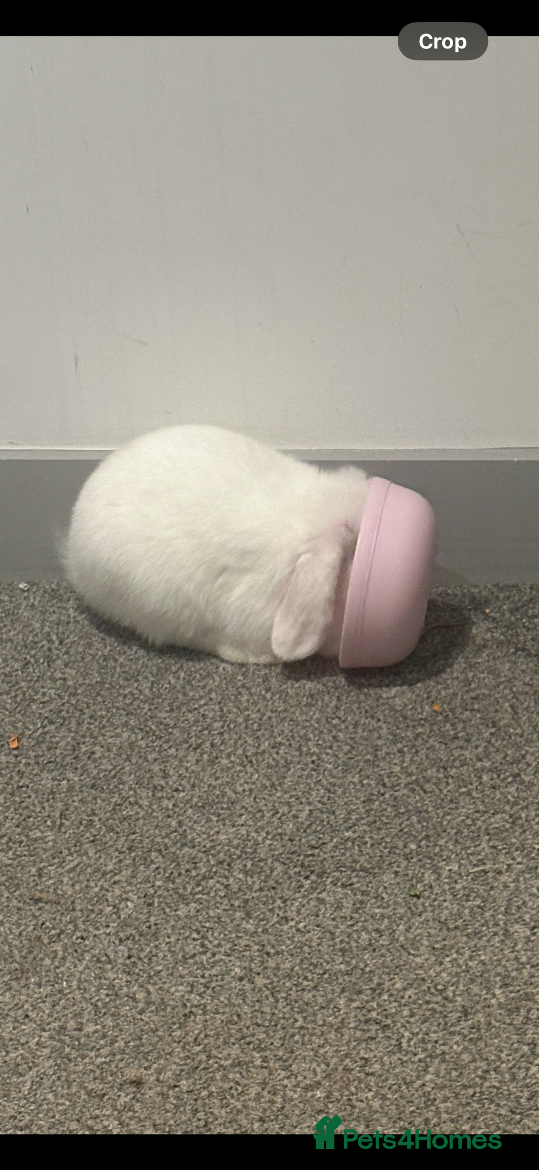 Dwarf Lop rabbits for sale: White Dwarf Llop - Image 3