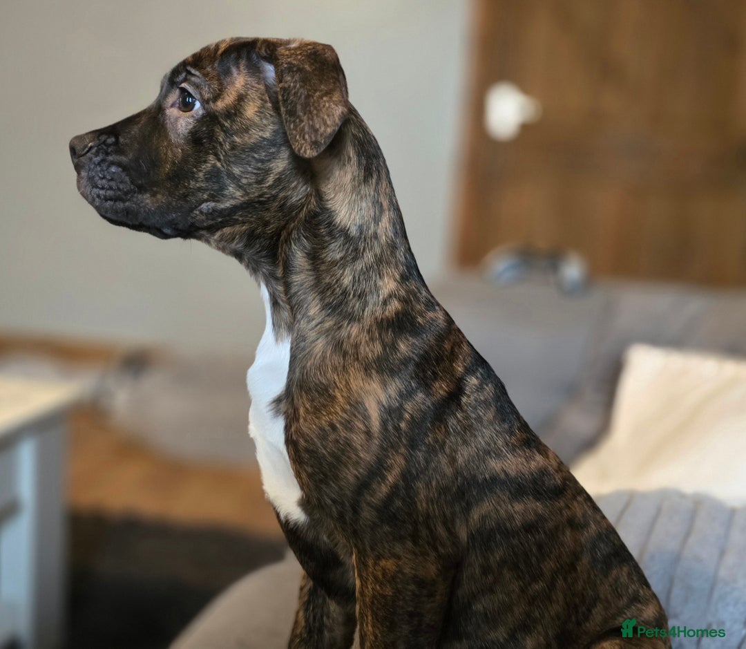 Mixed Breed dogs for sale: Staffy corso x dogue de bordeaux - Advert 3