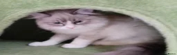 Ragdoll cats for sale: 2 Bio female ragdoll kittens ready now. - Advert 11