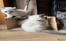 British Shorthair cats for sale:  British shorthair colourpoint pedigree kittens  - Image 12