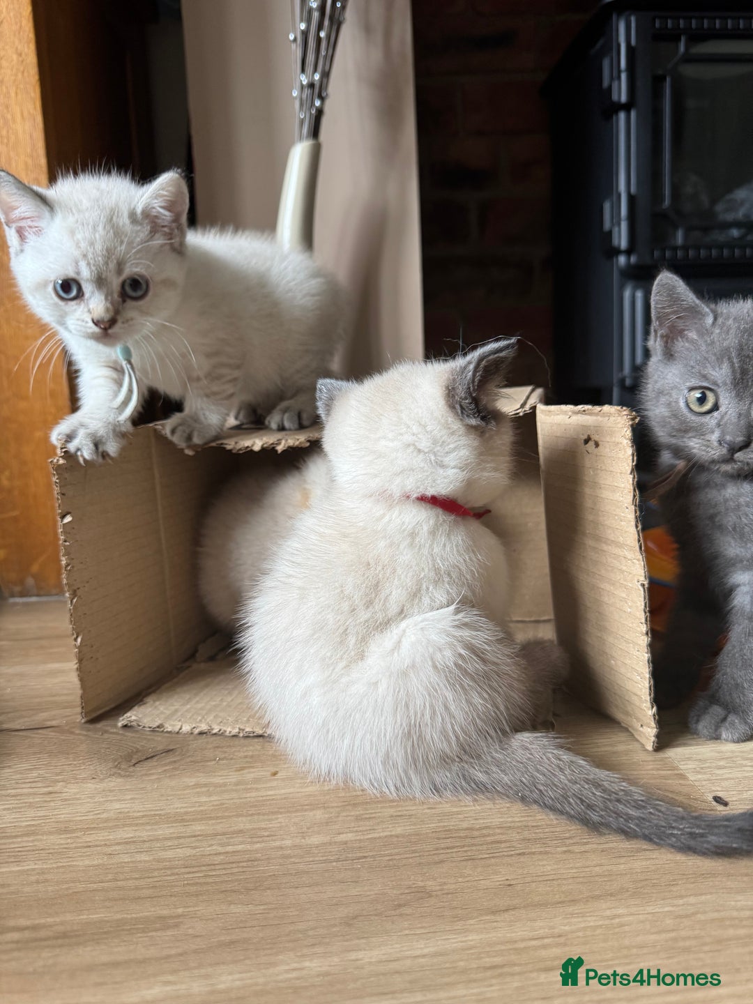 British Shorthair cats for sale:  British shorthair colourpoint pedigree kittens  - Image 12