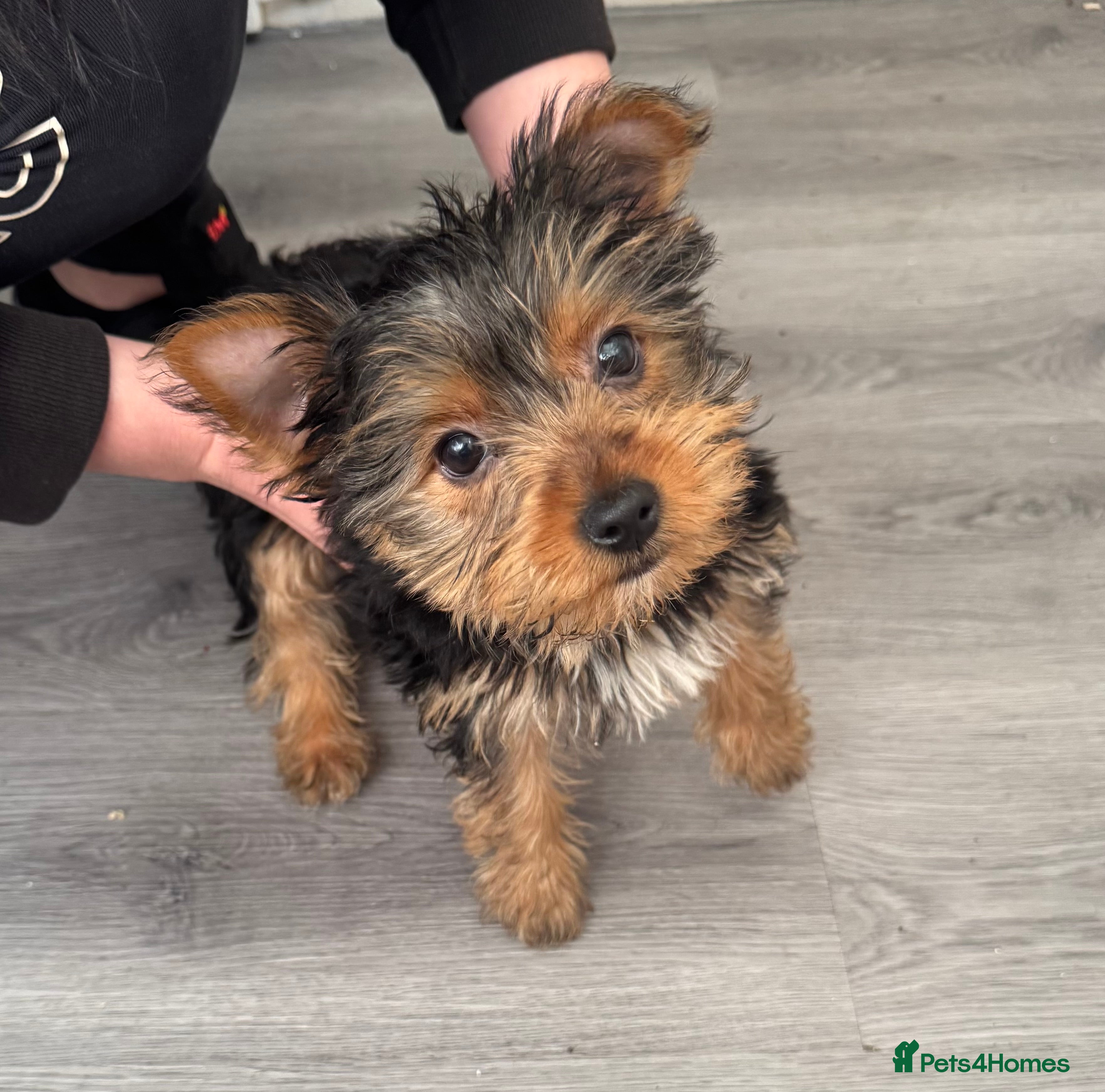 Yorkshire Terrier dogs Very small Female Yorkshire Terrier - Advert 2