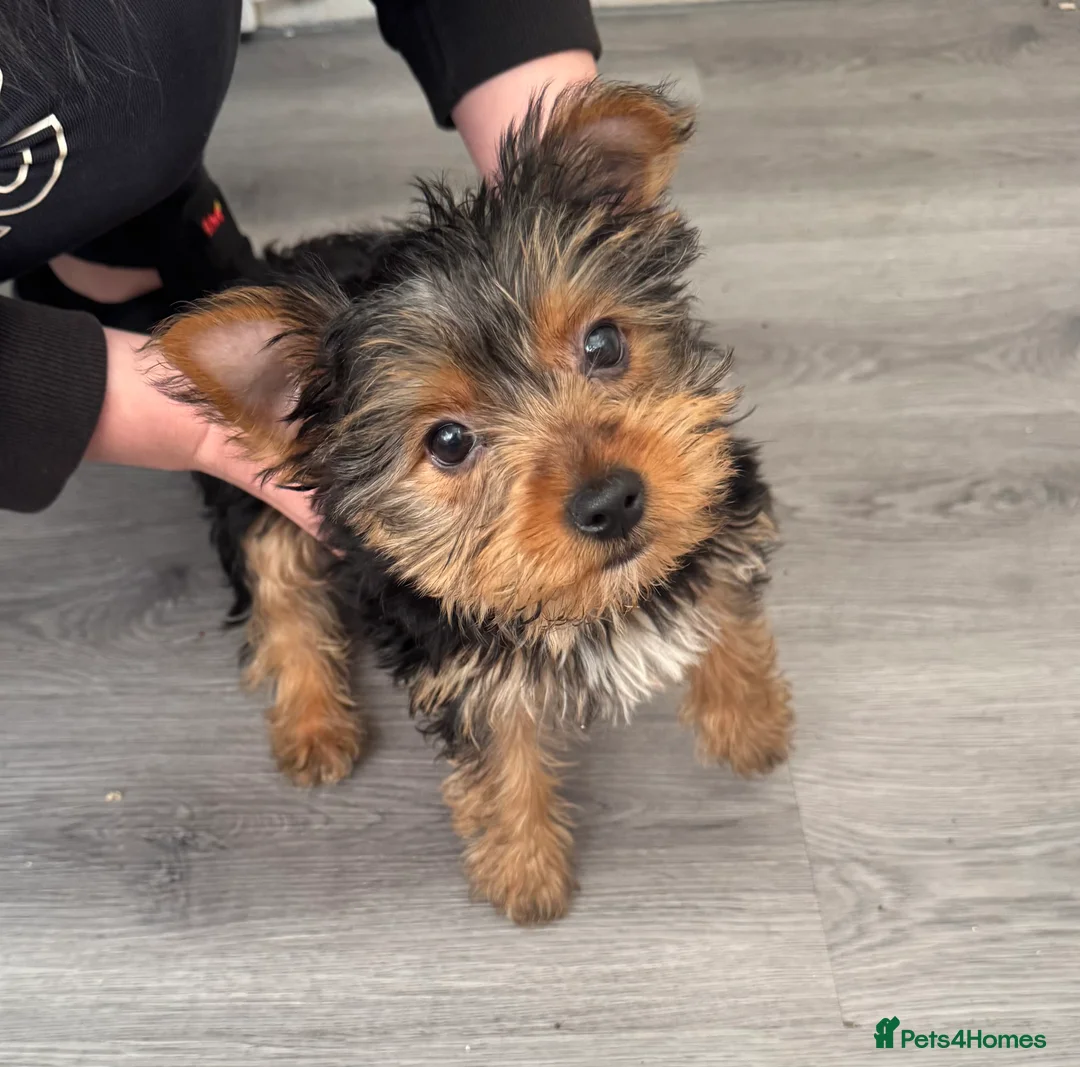 Yorkshire Terrier dogs for sale: Very small Female Yorkshire Terrier - Advert 1