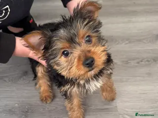 Yorkshire Terrier dogs Very small Female Yorkshire Terrier - Advert 2