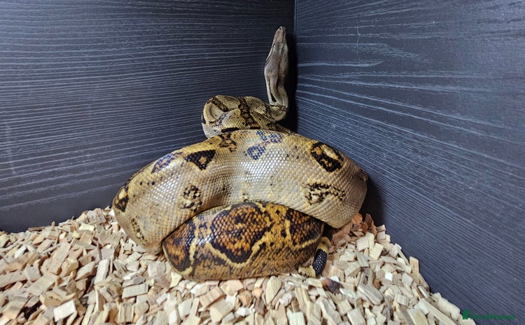 Boa Snake reptiles - Advert 1