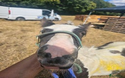 Irish Cob horses for sale: Gorgeous yearling miniture cob - Image 2