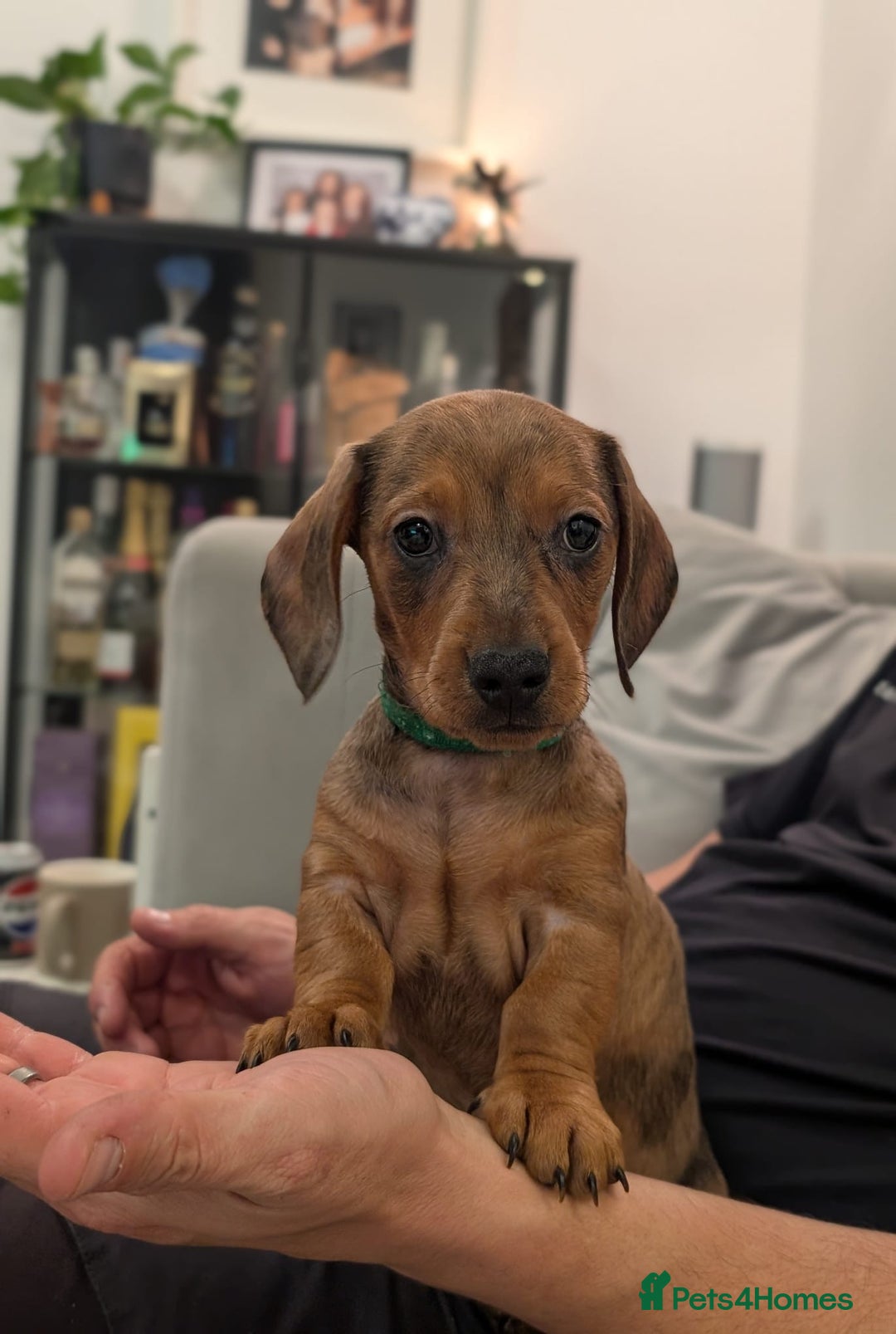 Miniature Dachshund dogs for sale: 2x miniature dachshunds - Image 14