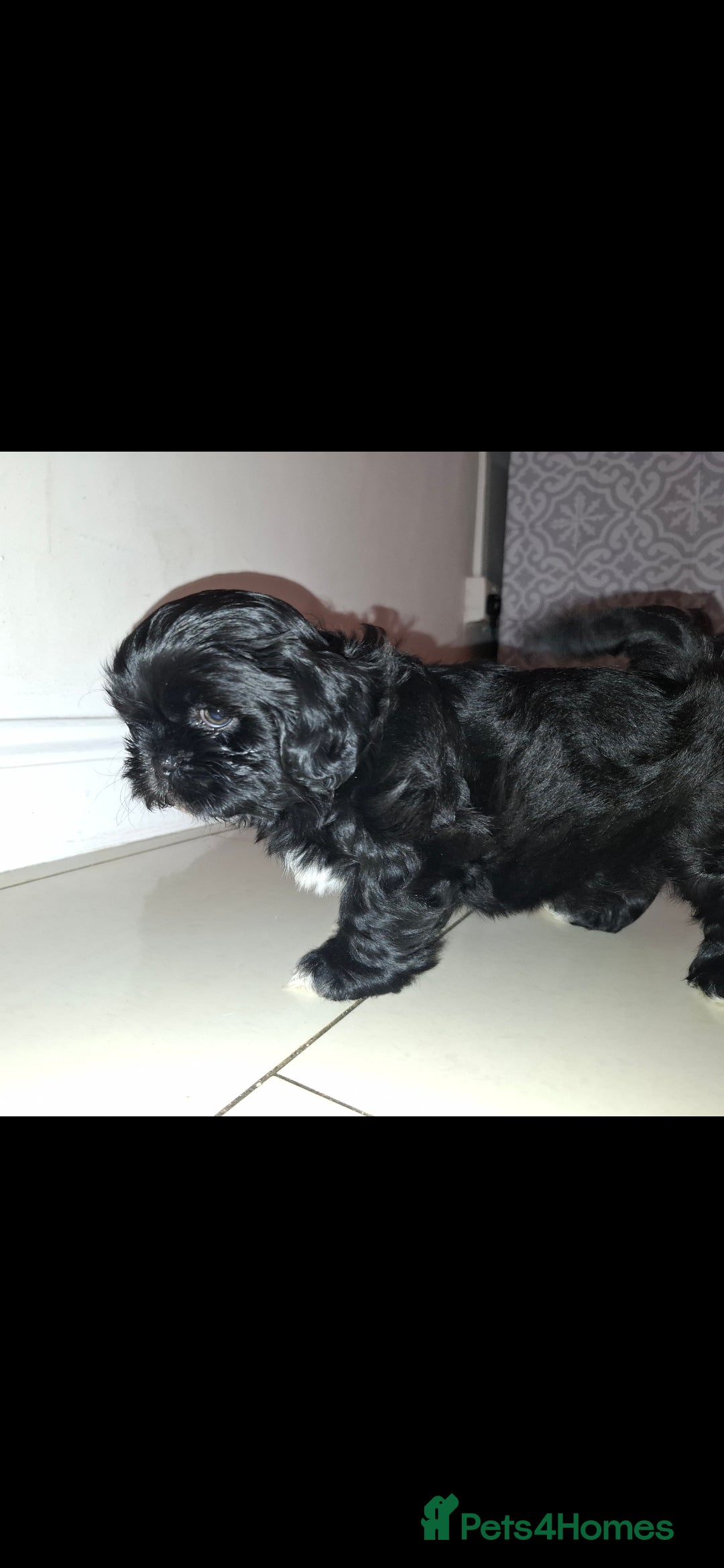 Shih Tzu dogs for sale: 2 boy shih tzu for sale  - Advert 5