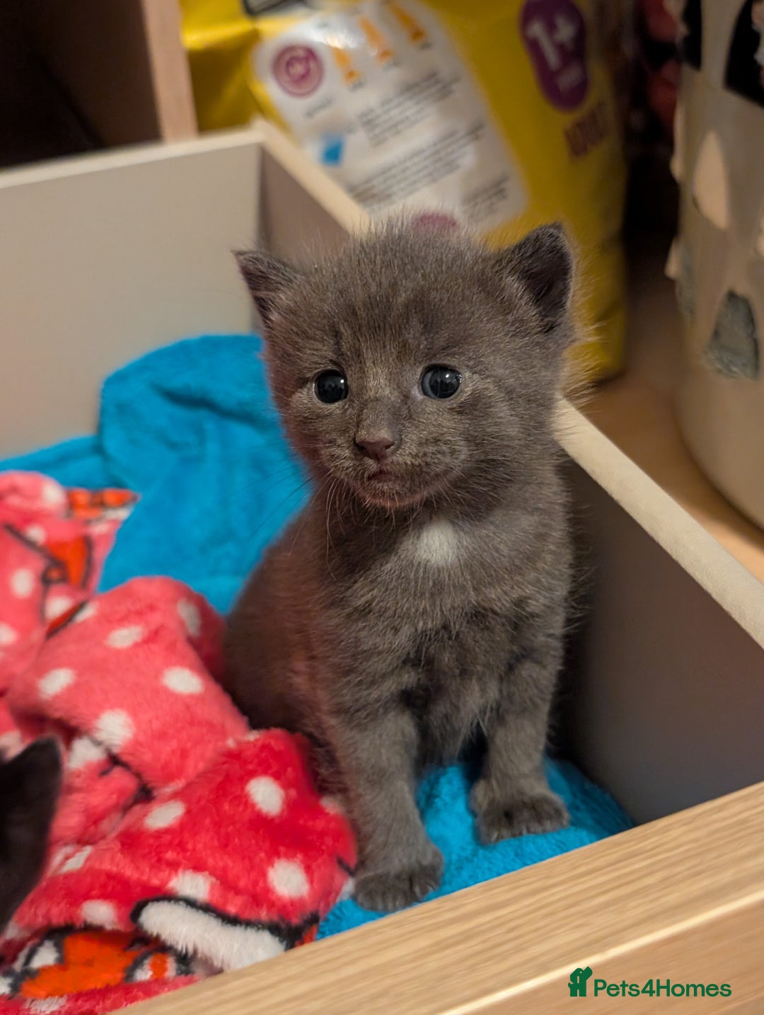 Mixed Breed cats for sale: 3 Male Kittens - Advert 2