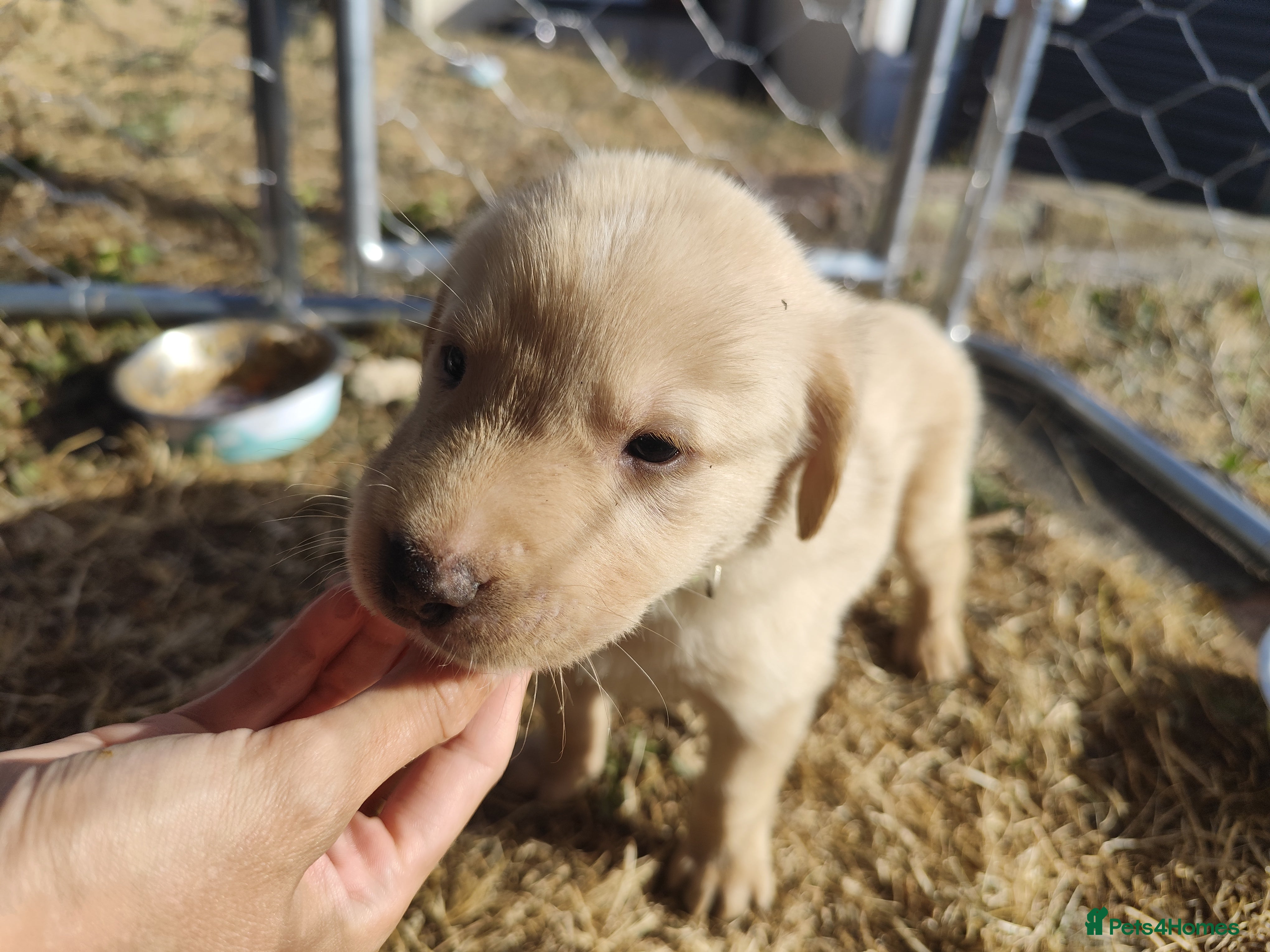 Labrador Retriever dogs Beautiful Labrador Retriever Puppies  - Advert 2