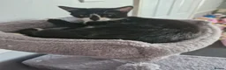 Mixed Breed cats for sale: Female kitten - Advert 4