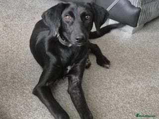 Mixed Breed dogs Mixed breed - Advert 4